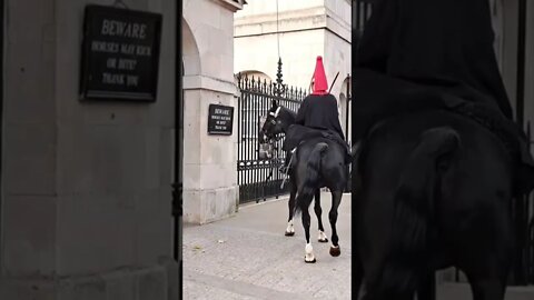 Horse walks around #horseguardsparade