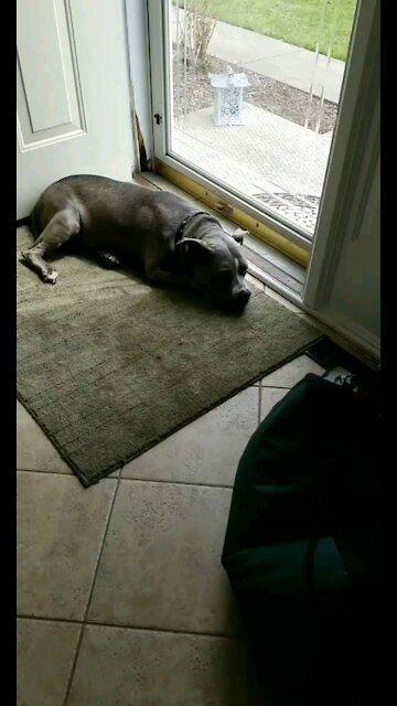 Pitbull In deep thought!