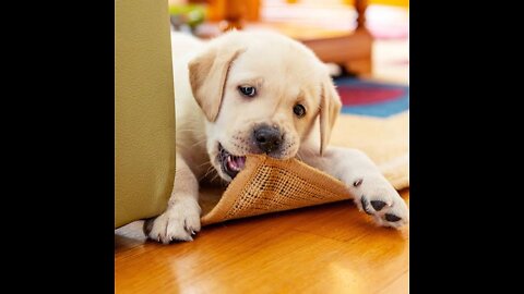 Funny Pets Of The Week