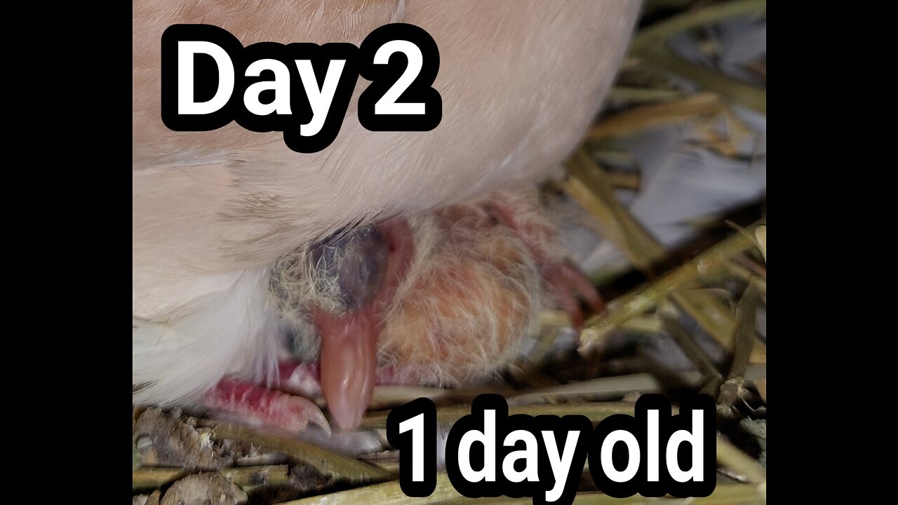 Ringneck Dove just one baby day 02