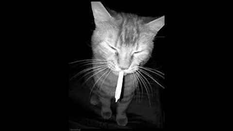 My Cat has Covid-19 and weed