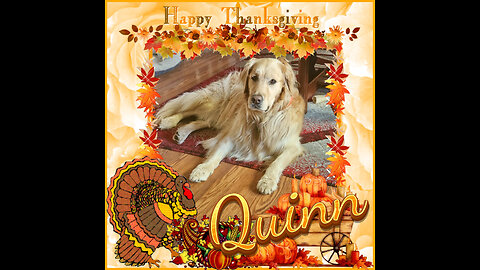 Golden Retrievers: Hearts of Gold - Thanksgiving 2024