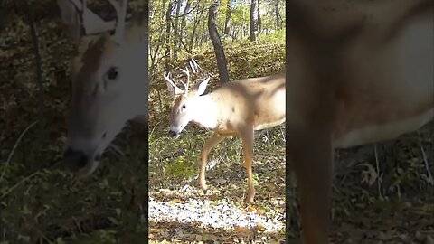 Forked HORN Buck Slow STROLLING!!!