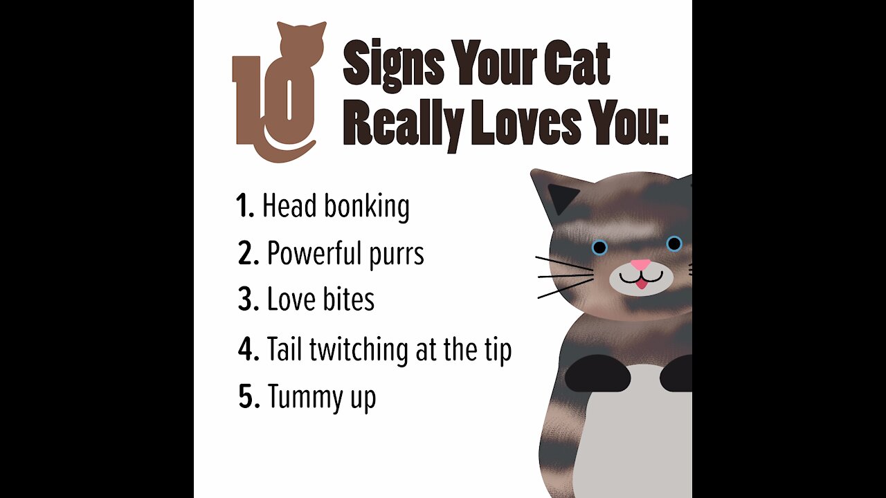 10 Signs Your Cat Loves You [GMG Originals]