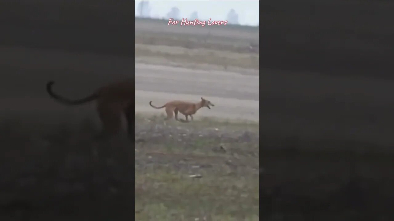 😱😳 Greyhounds chasing Hare 🐇 Galgos y Liebre