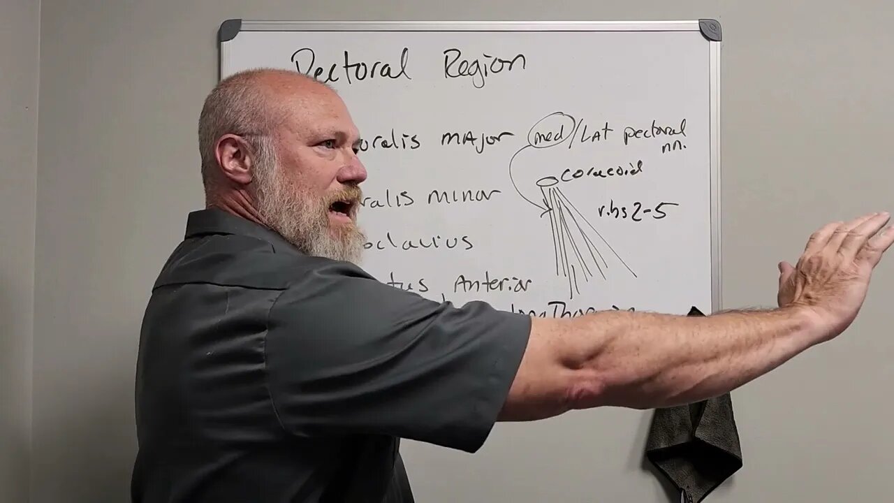 UV Anatomy Pectoral Region