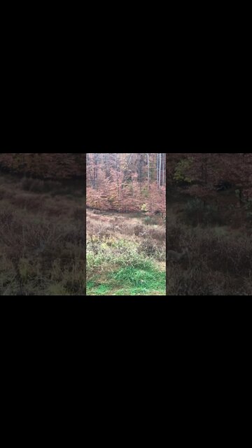 Deer you see what I see? Grassland habitat