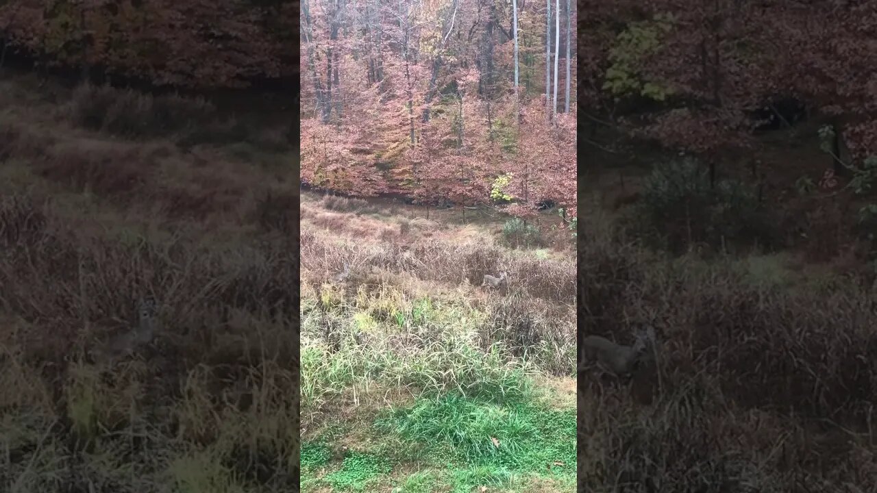 Deer you see what I see? Grassland habitat