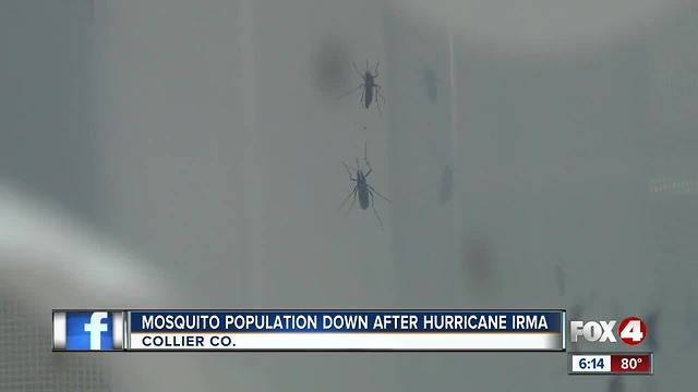 Mosquitoes a rare sight in Collier County this summer