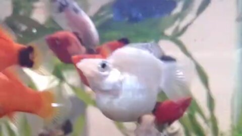 balloon molly fish