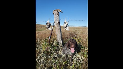 North Dakota Grouse Opener 2022