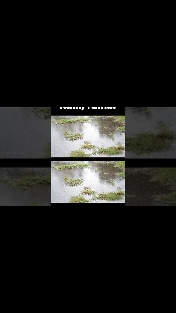 Phil Albritton Graphics - Rain #shorts