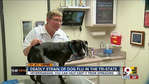 Deadly strain of dog flu confirmed in Ohio