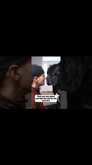 Touch Your Dogs Nose Against Your Nose & See Who Caves First #shorts #funnydogs #dog