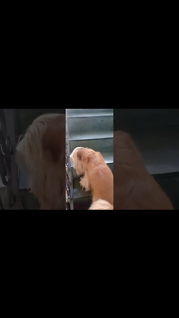 #dogshow , #animals , #dogs , #shorts