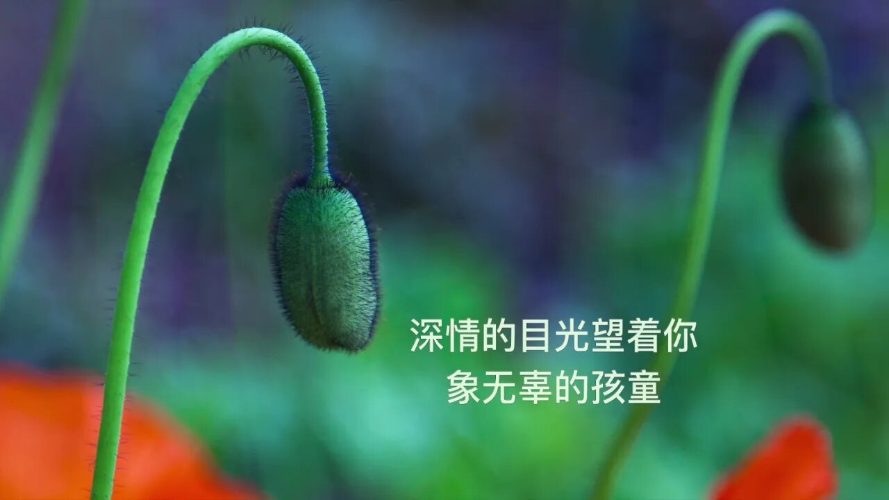 情人節的玫瑰（Valentine's Roses): Flower Photo Slide Show with Ambient Music (大火诗选)