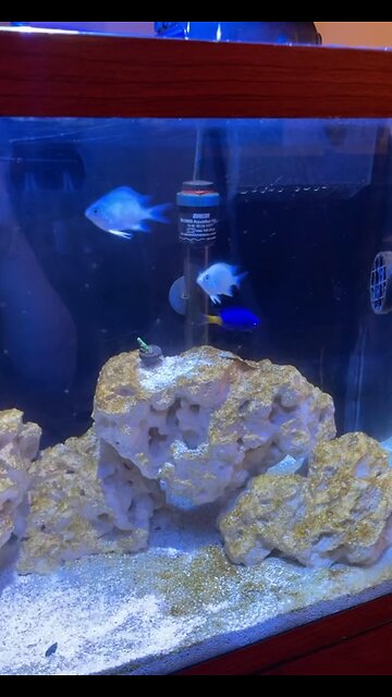 Fish like the be fed