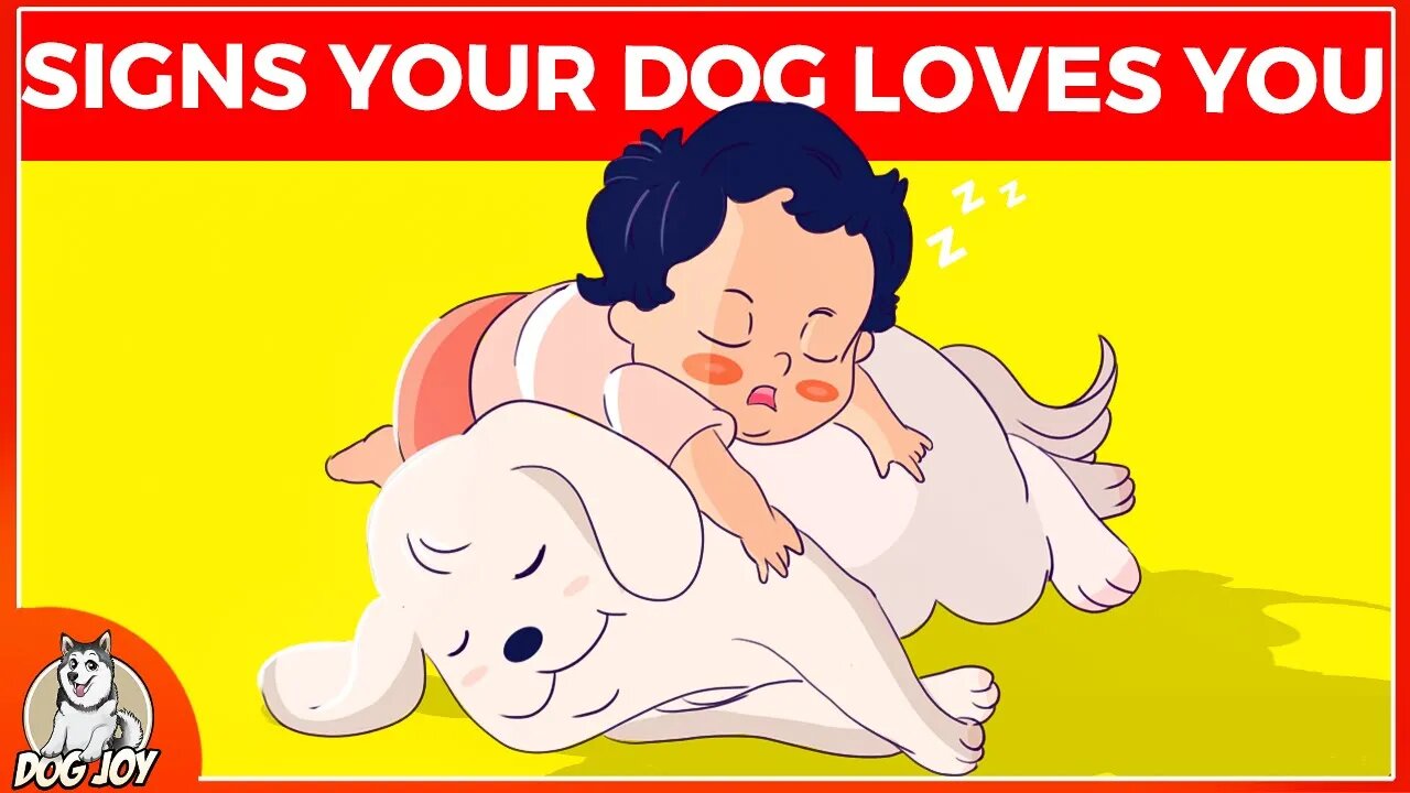 Decoding Canine Affection: Does Your Pup Really Love You?