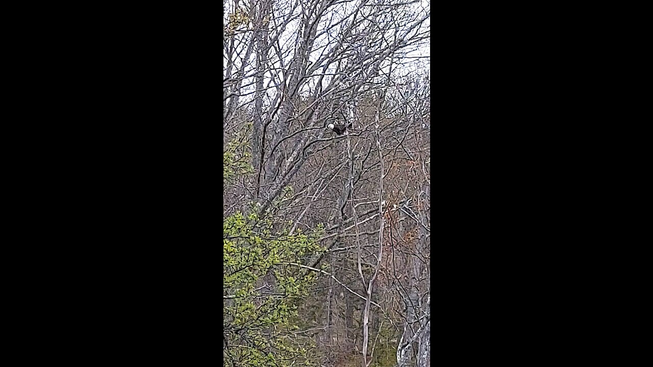 Eat That Fish, Mr. Eagle