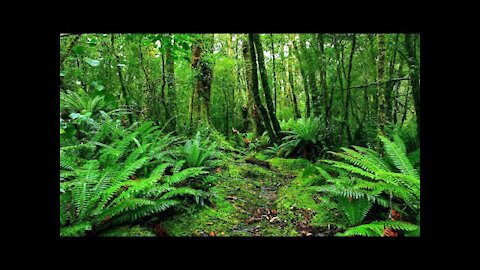 Relaxing Music Relaxing Jungle Sound With Birds, Nature Meditation & Stress Relief