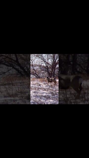 Tall boy skylines himself. #shorts