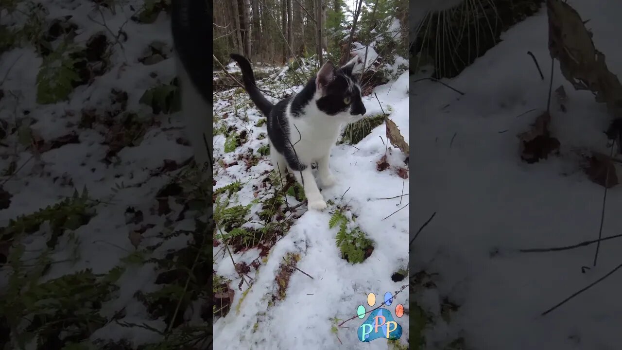 Mooshie steps in the snow.