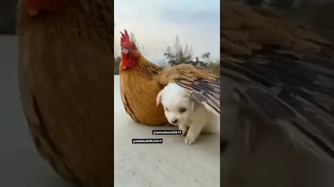 amazing birds 🥰😘