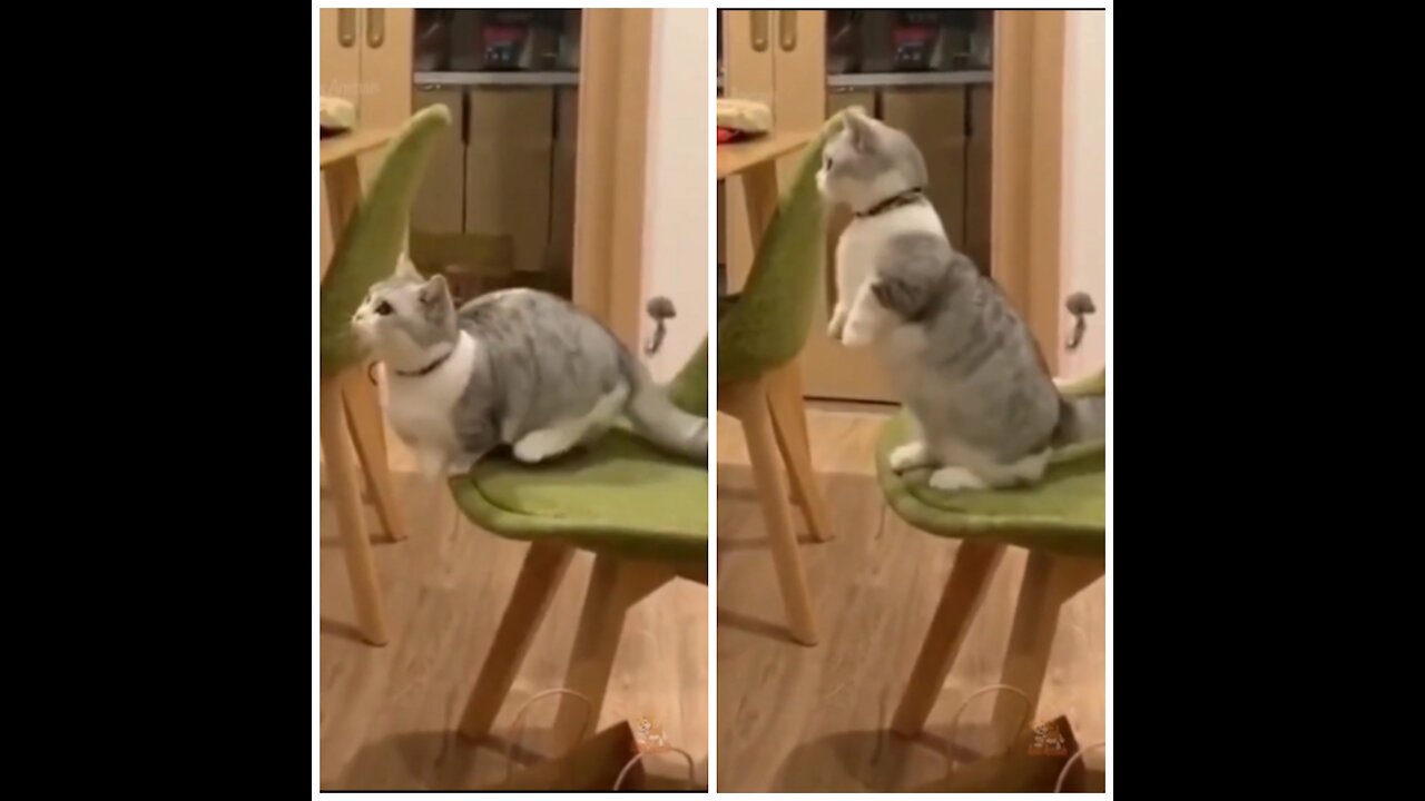 This Cat Attempts To Jump On The Table, And Fails Miserably.