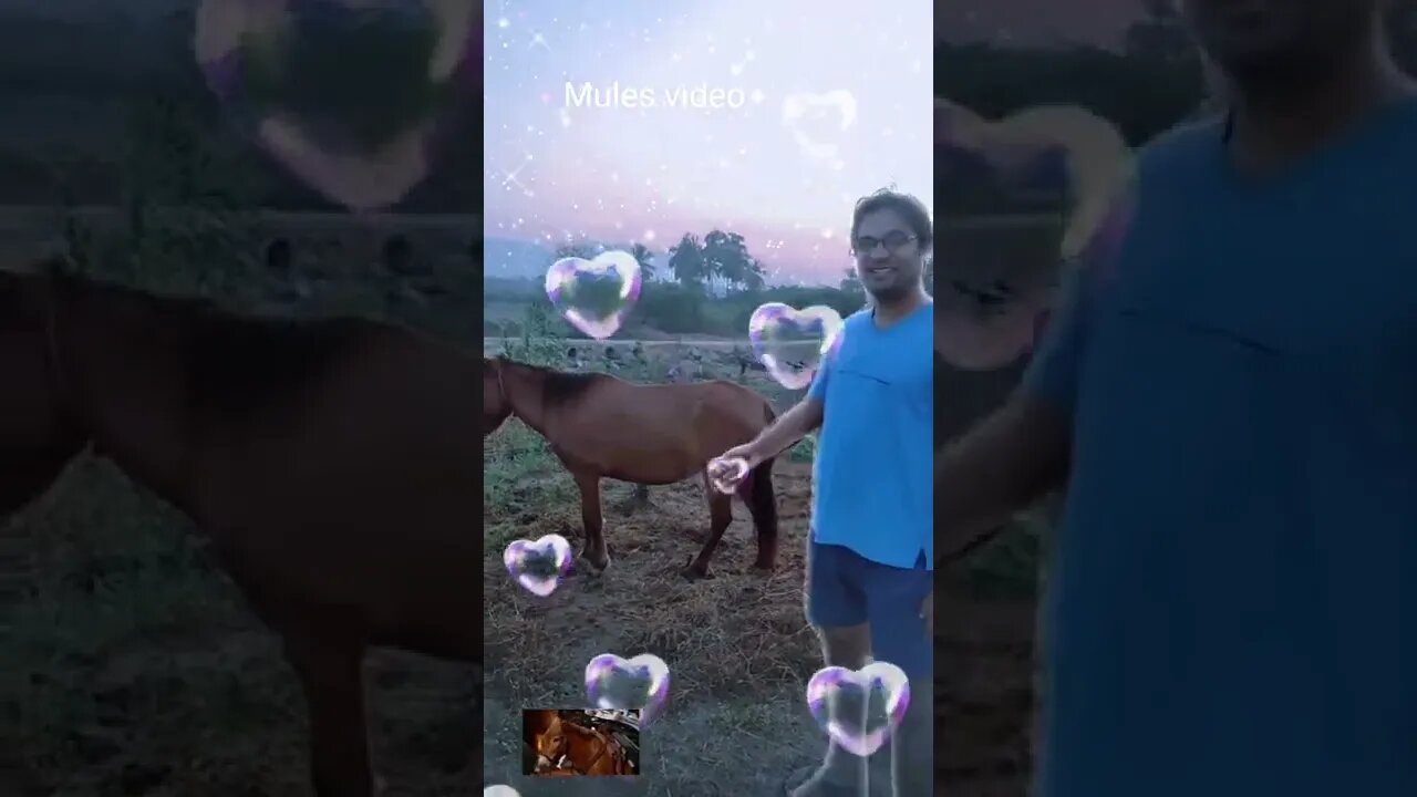 Mule short video,#shorts#,#mule#,#mule shorts#,#animal love#
