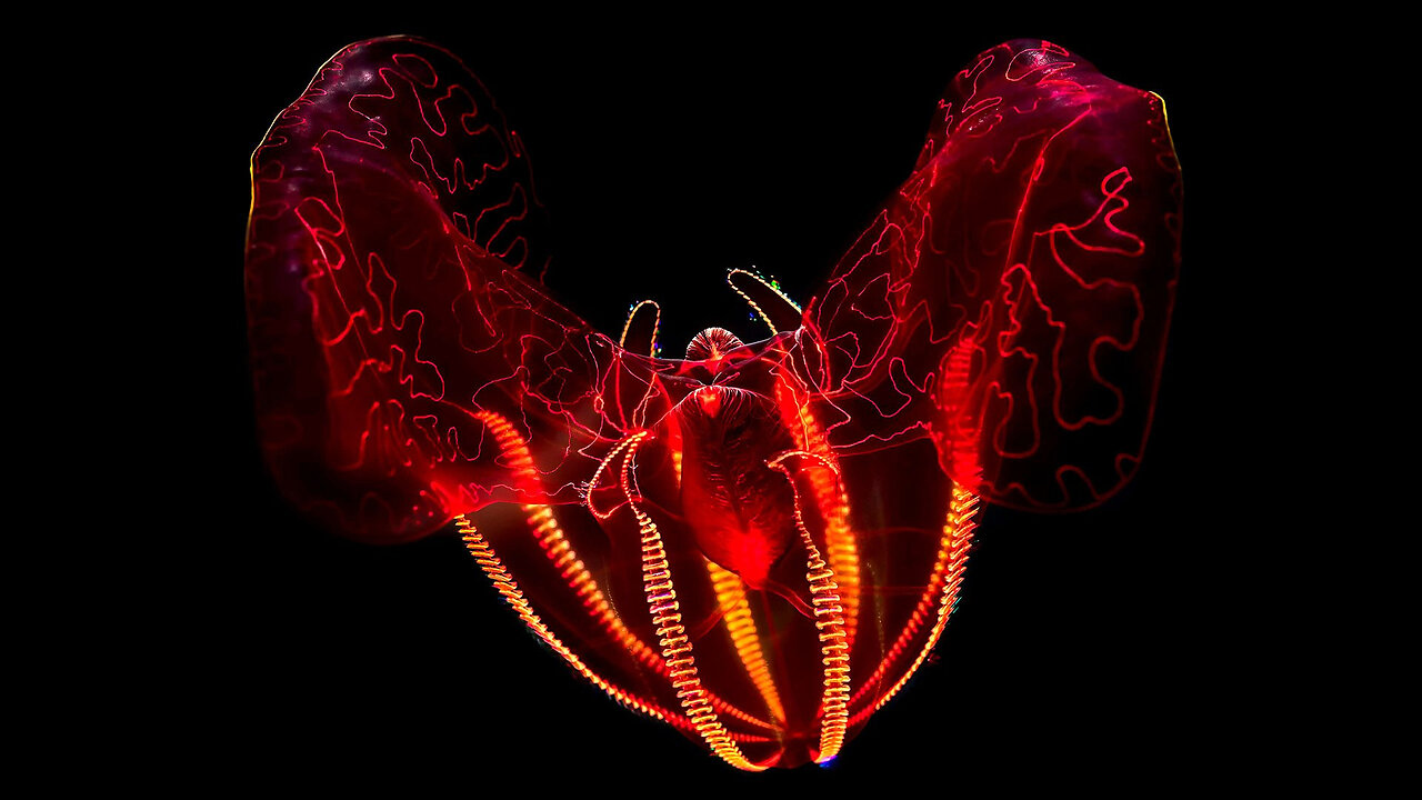 Bloodybelly Comb Jelly