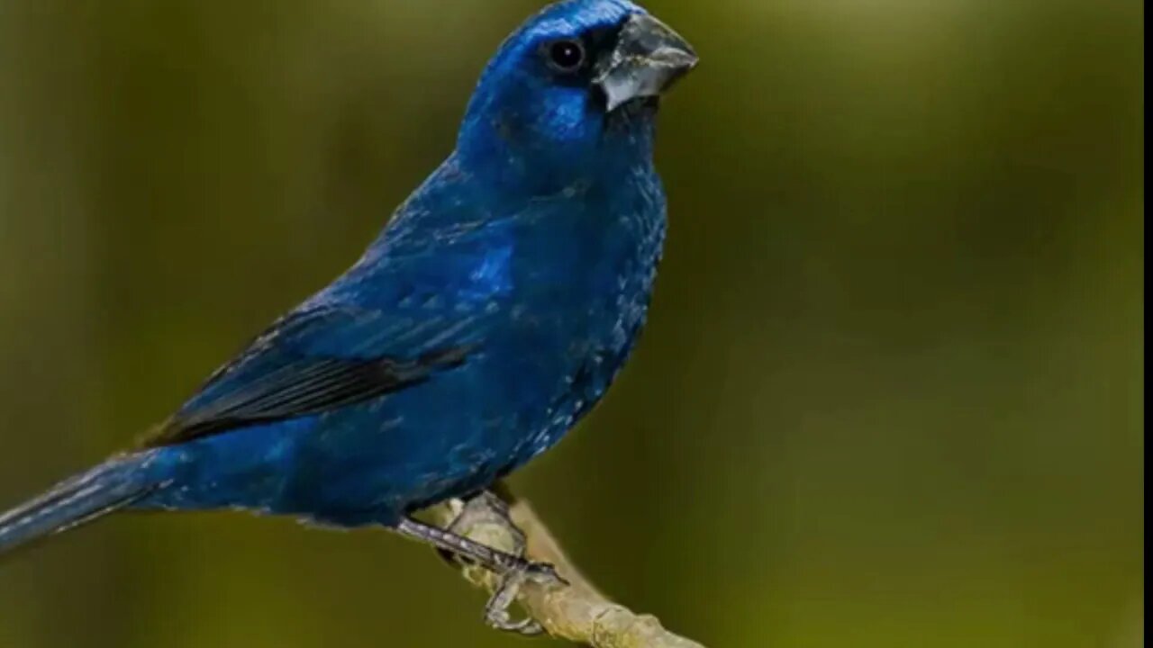 canto azulão mateiro para ensinar filhotes
