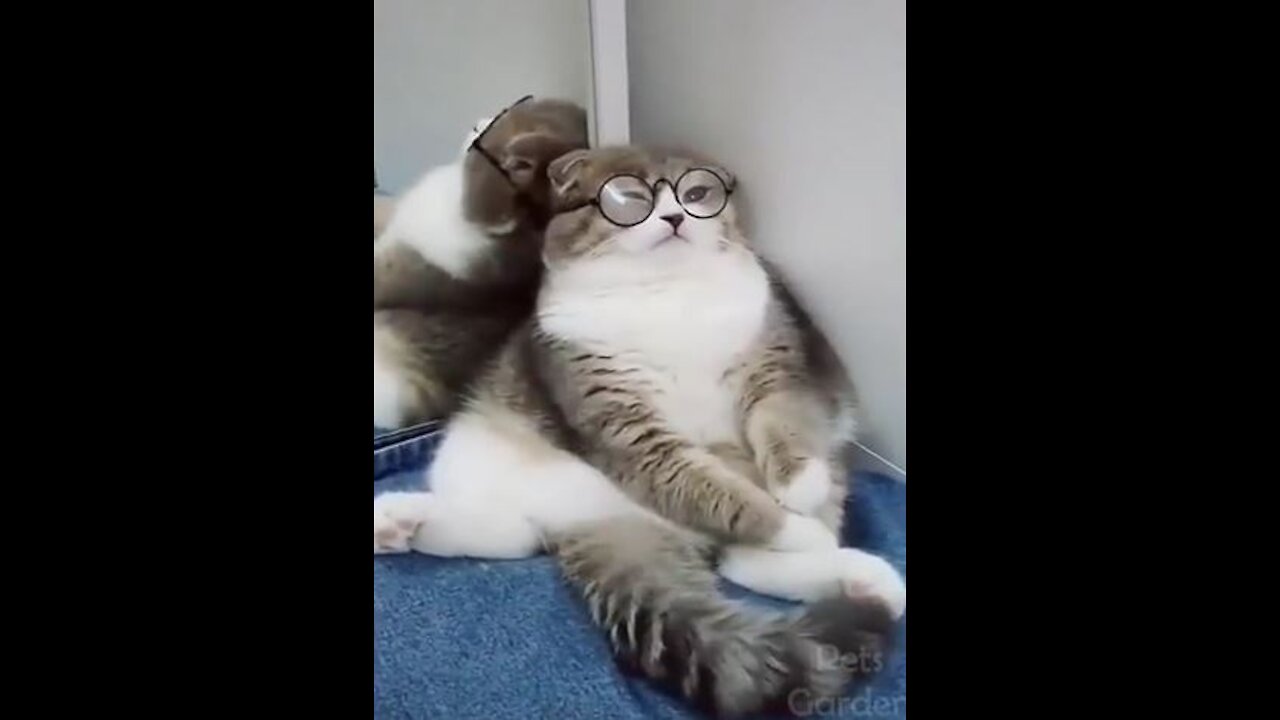 Cats Beautiful- Cute and Funny Cat Videos Compilation