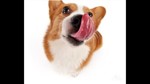 Dog running training