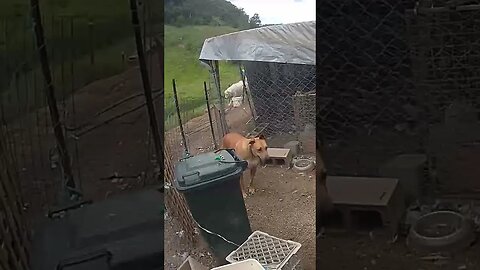 Farm cam. Dog on watch duty for predators