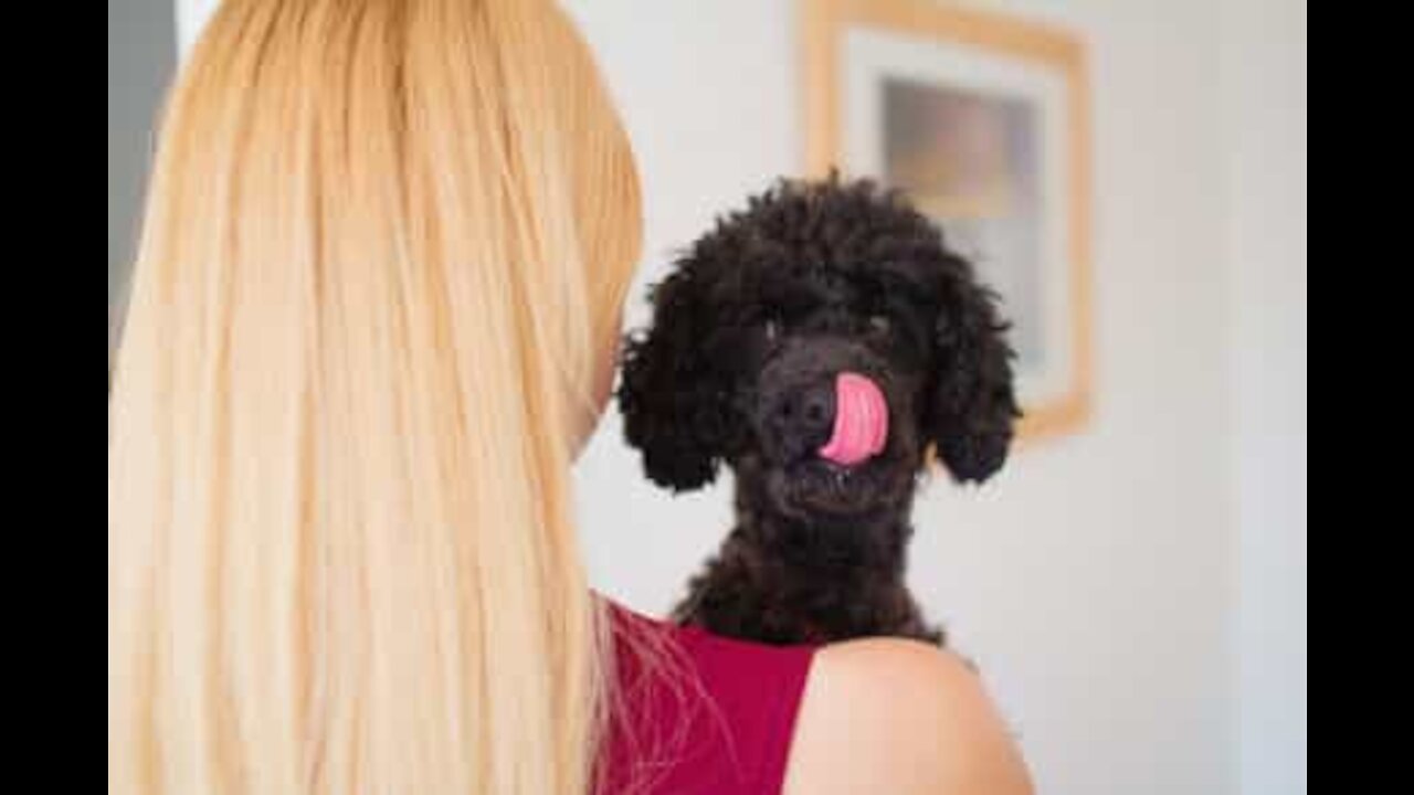Dona grava quão lento o seu cão é a comer
