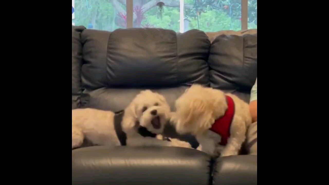 dogs on fun