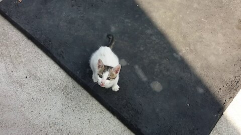 Don't run in my eyes.(43day old cat - part5)