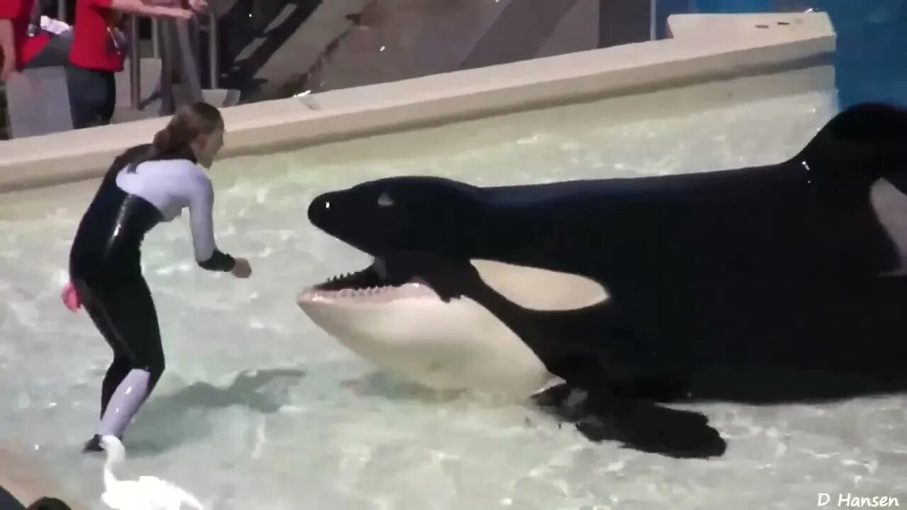 Old Shamu's "Believe" Show at SeaWorld Features Trainers in the Water!