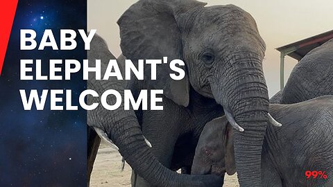 Baby Elephant's Joyful Reunion with Herd Will Melt Your Heart!