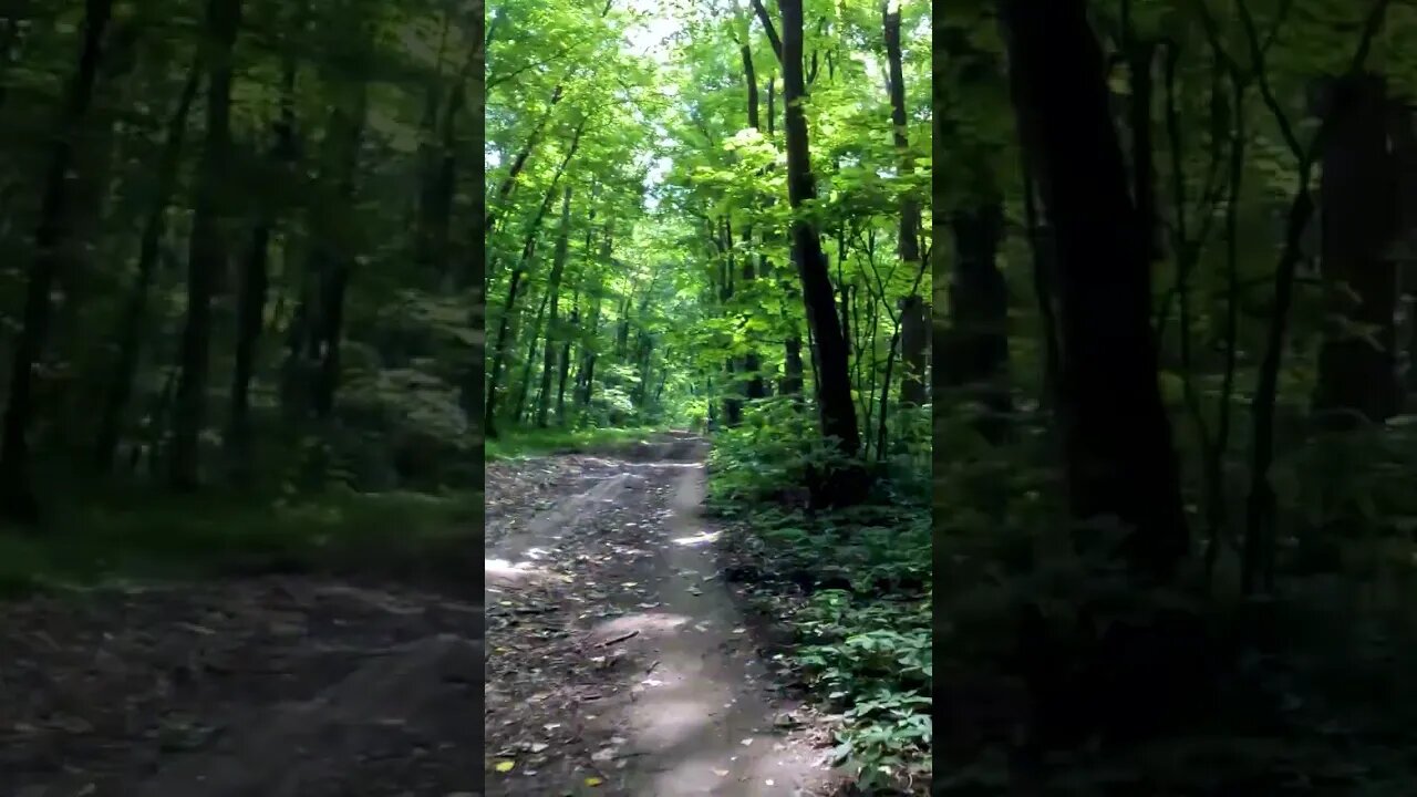 BANEASA Forest ride, Bucharest - Ilfov | 4k Virtual Tour | #shorts