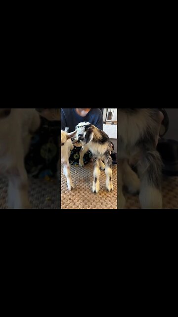 Size Variation with Nigerian Dwarf Goats #farmlife #nigeriandwarf #babygoats #homestead #goats