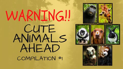 WARNING!! Cute Animals Ahead (Cute Animals Compilation #1)