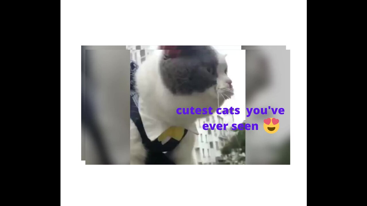 cute cats talking