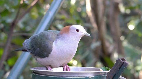 CatTV: Fatty Bird Eating