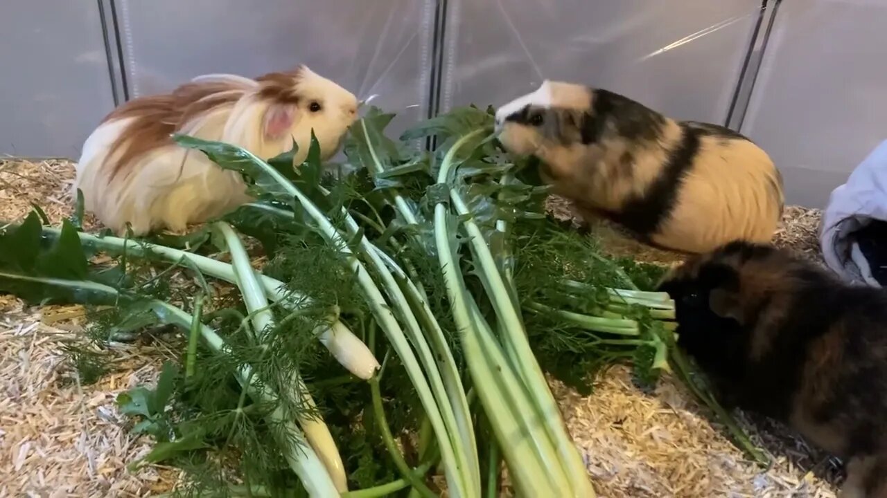 After maid service is done my Guinea pigs munching fresh greens 🥬