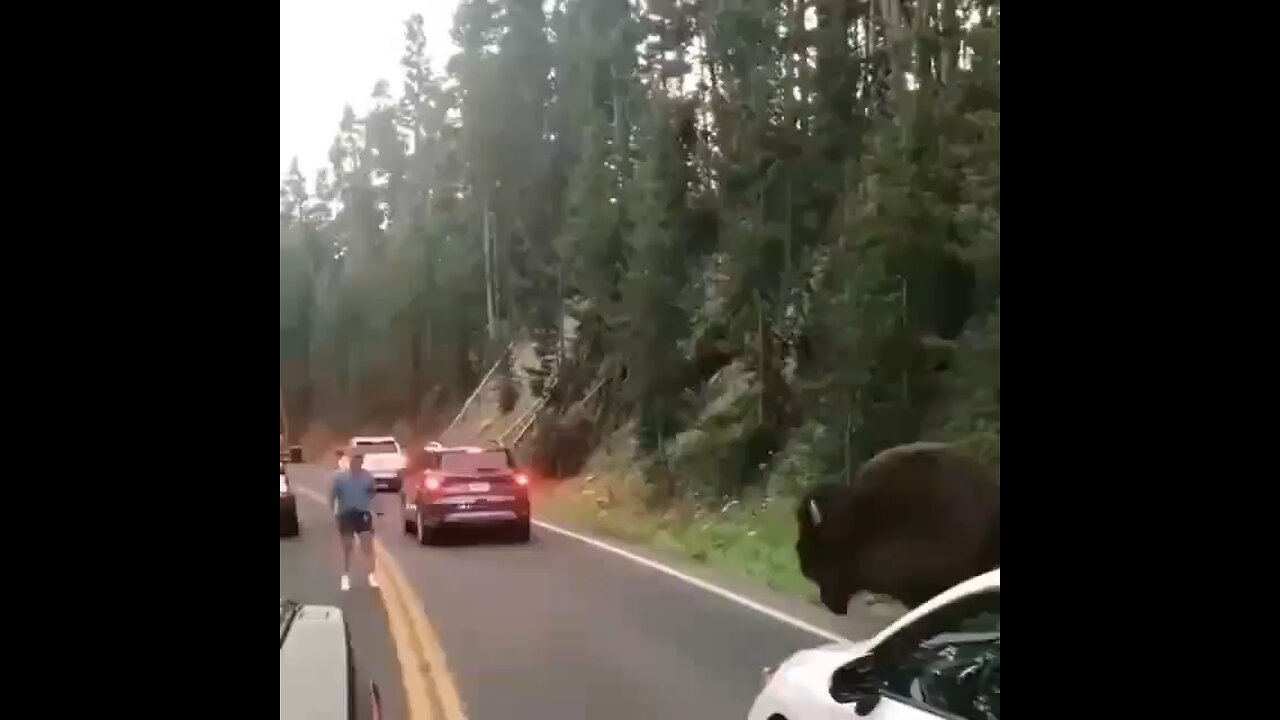 Buffalo almost hits a man