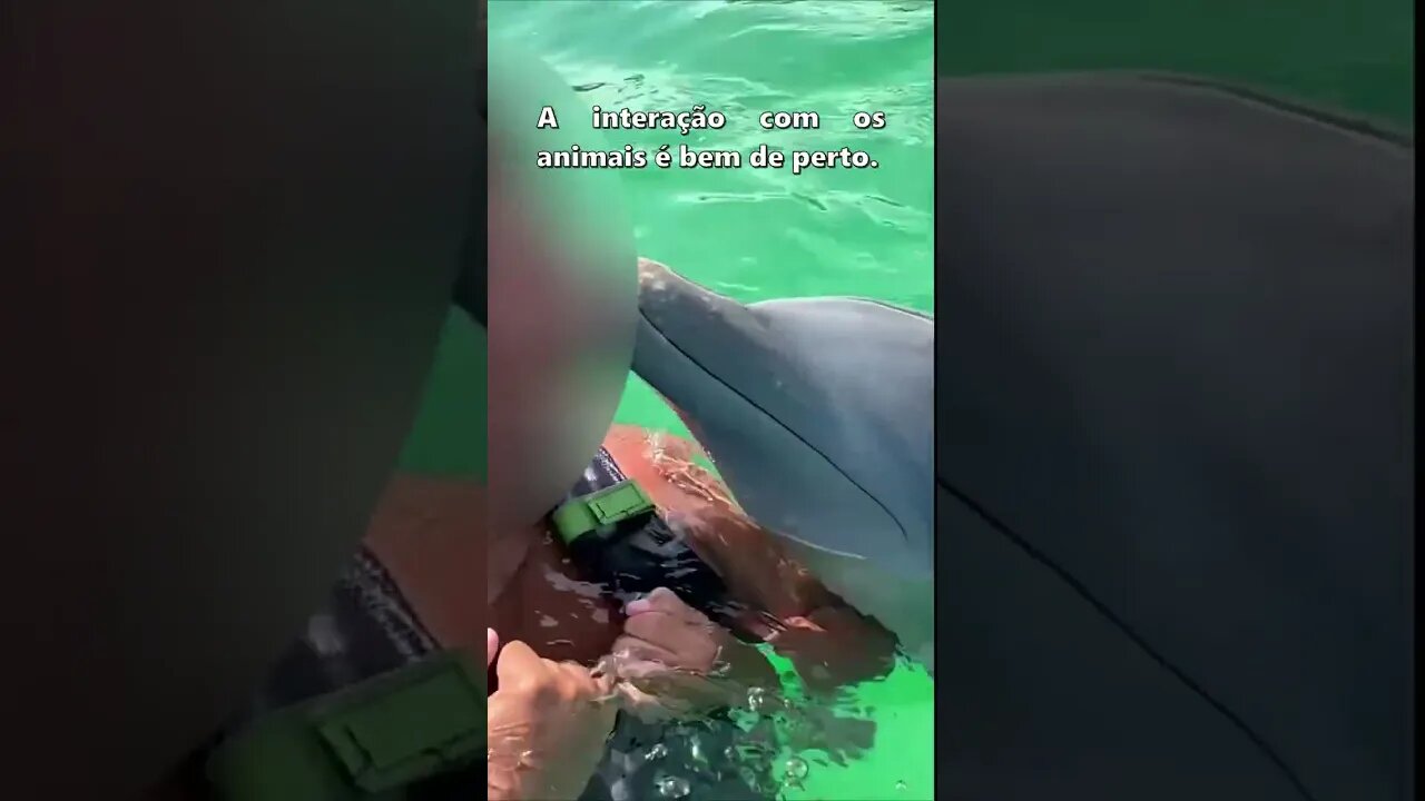 Nandando com golfinhos no Waterland - Pampatar/Venezuela