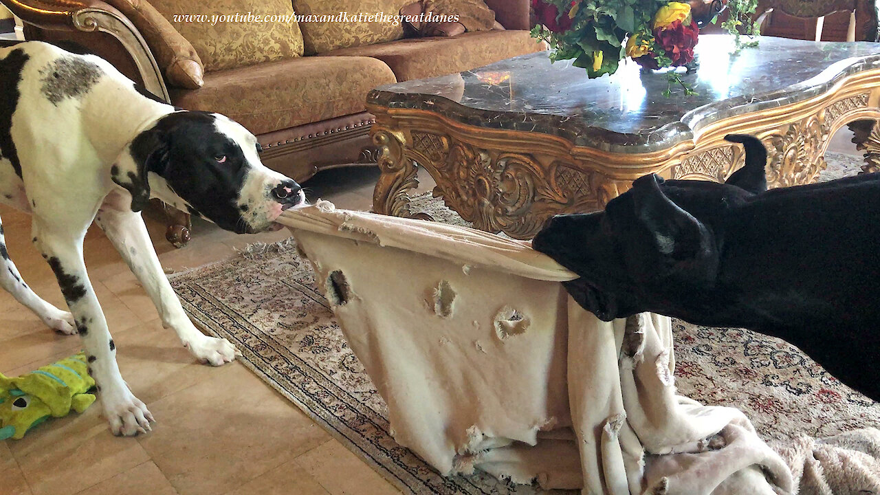 Funny Great Danes Get Tangled Up Playing Blanket Tug Of War