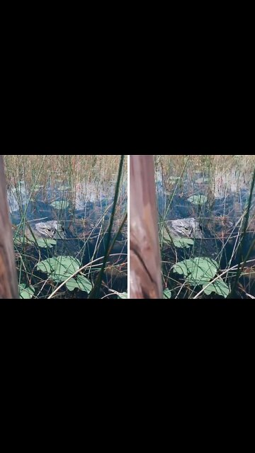 Gator hilariously surprises woman with super fast surprise attack