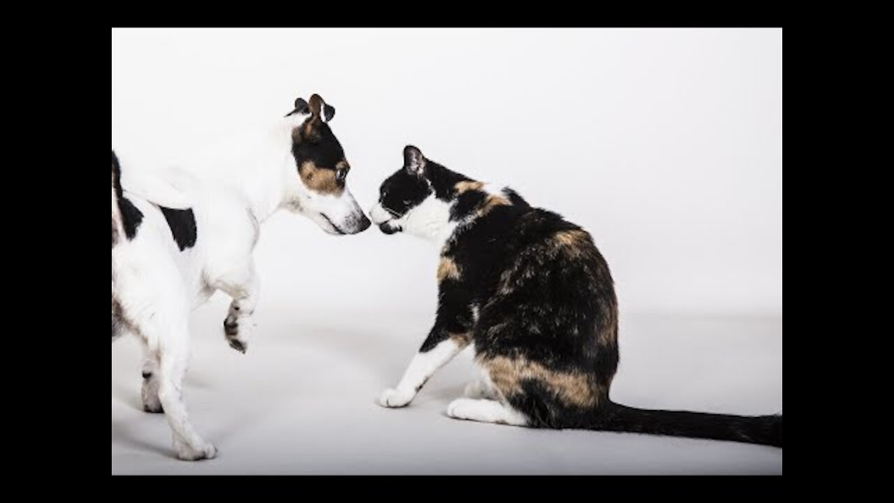 Cute And Funny Pets Try Not To Laugh To These Pets Compilation 29 @anupctg